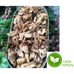 Rdestowiec Japoński korzeń cięty